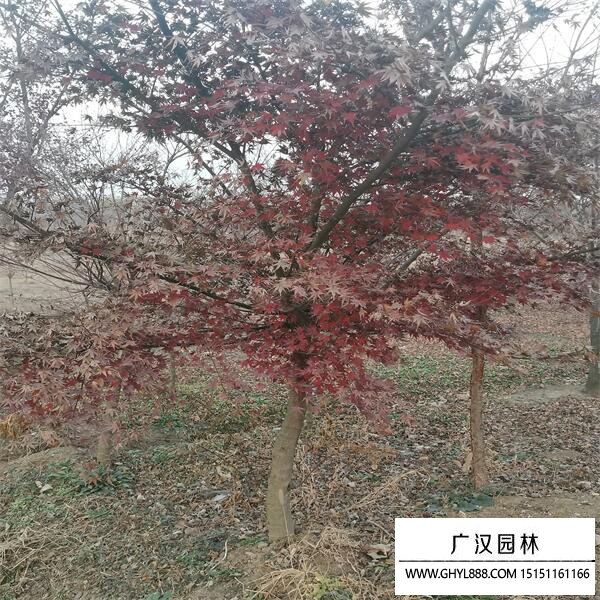 雞爪槭