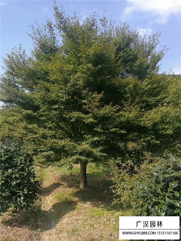雞爪槭