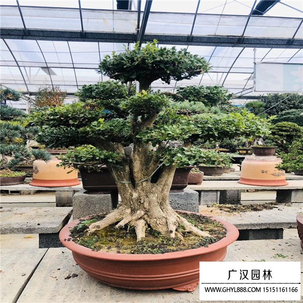 黃楊樹