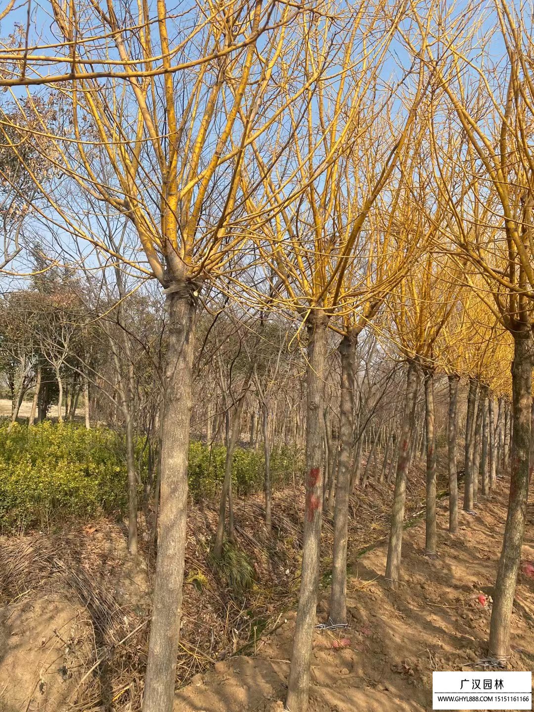 黃金槐
