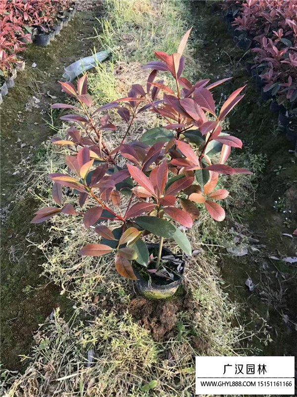 紅頭石楠