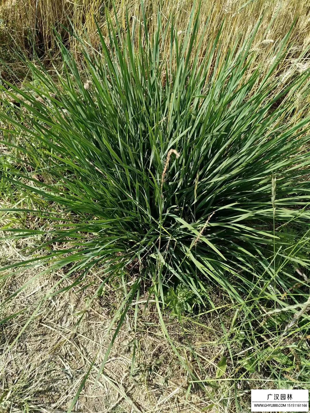 馬蘭花