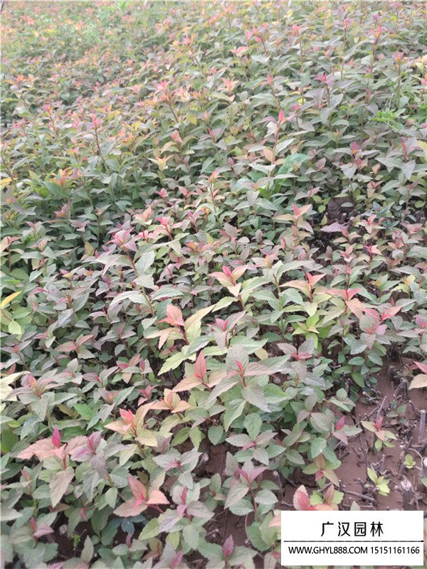 絨線菊