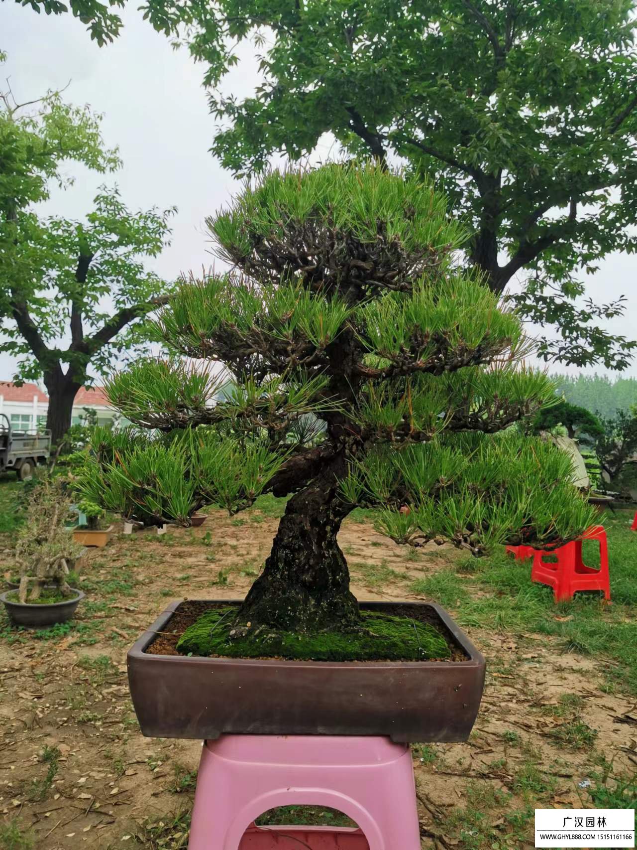 五針松
