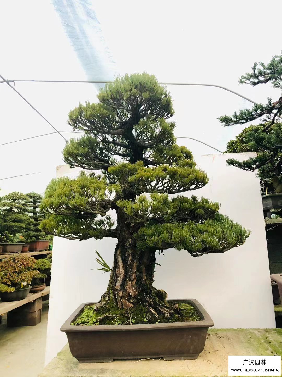 五針松