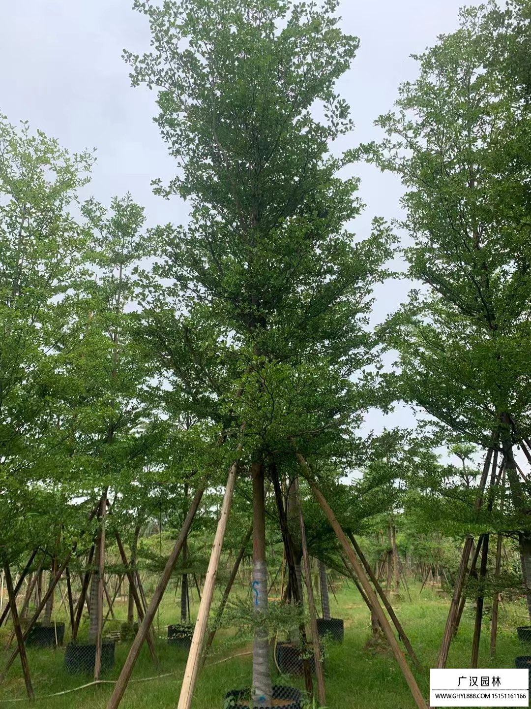 小葉欖仁