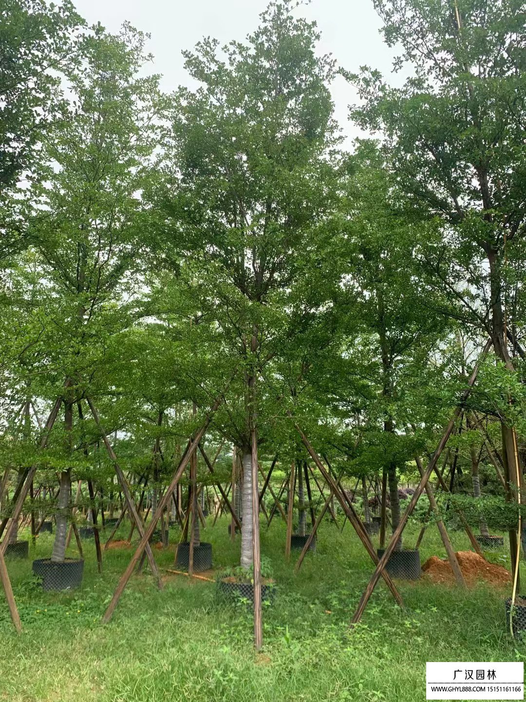 小葉欖仁