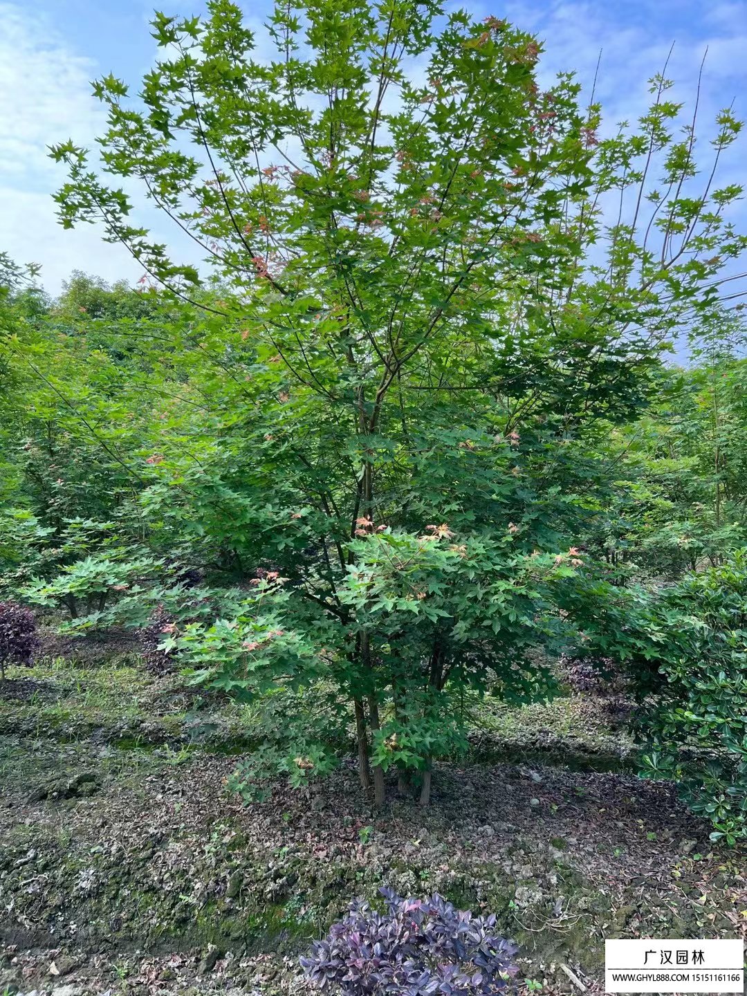 叢生元寶楓