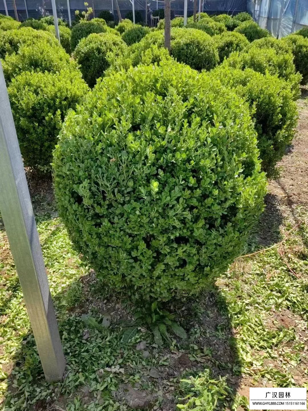 小葉黃楊球