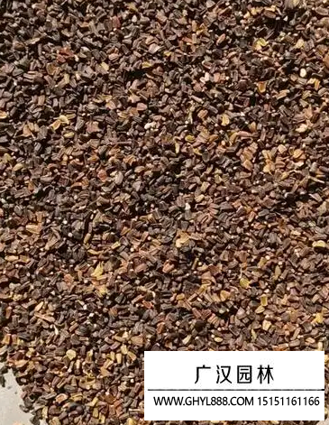 茼蒿種子