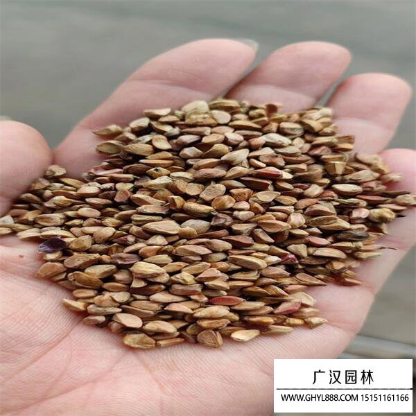 刺玫種子