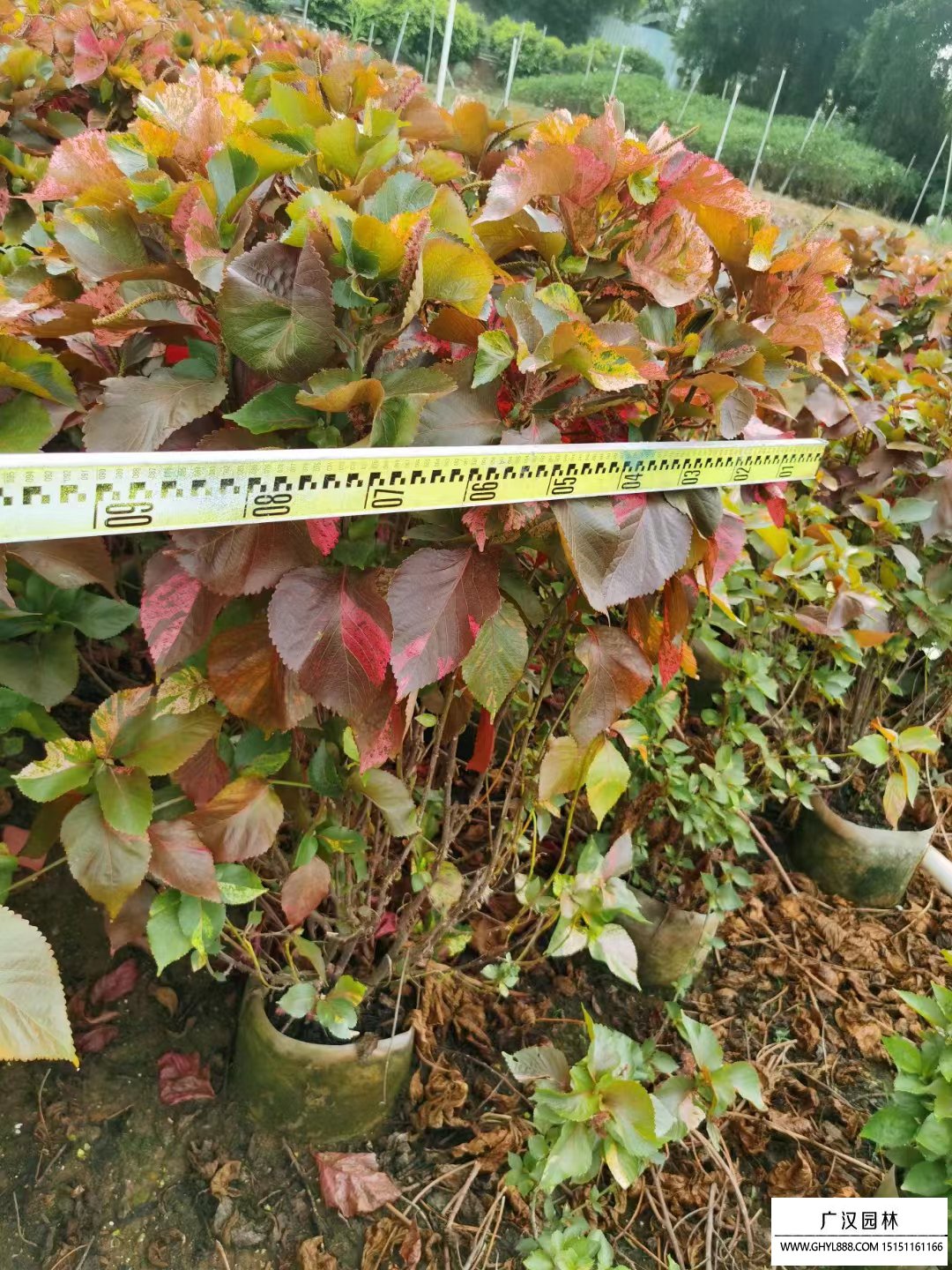 紅桑