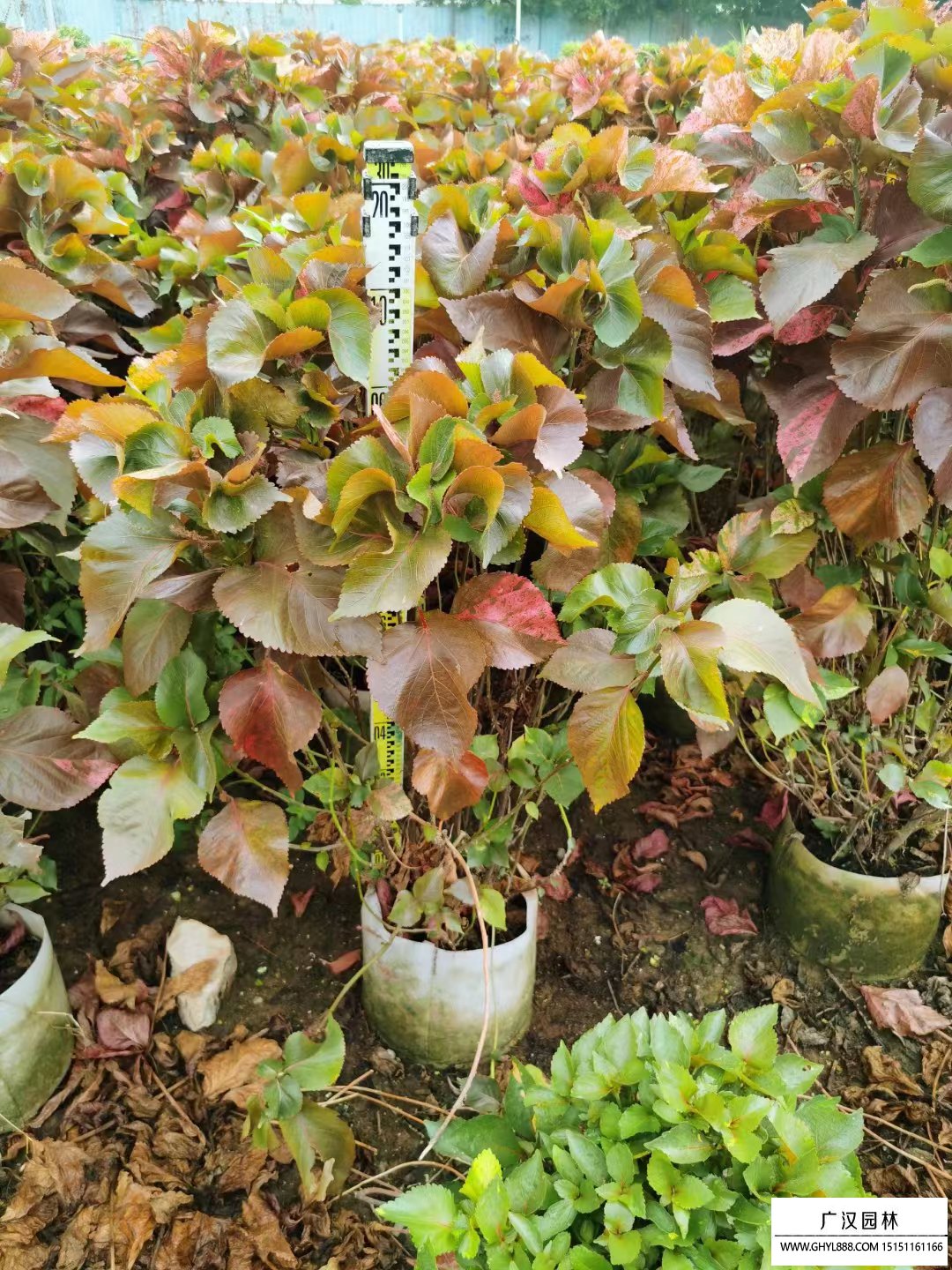 紅桑