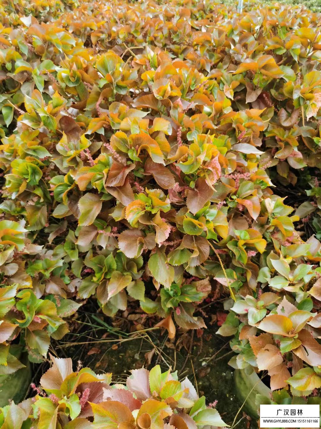 紅桑