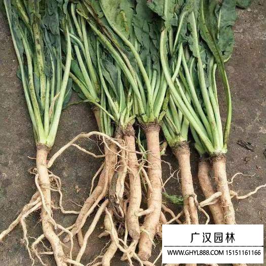 板藍根