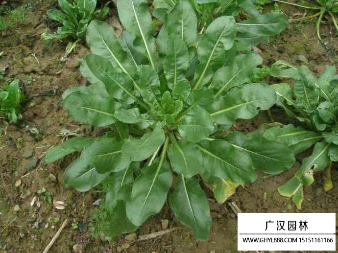 板藍根