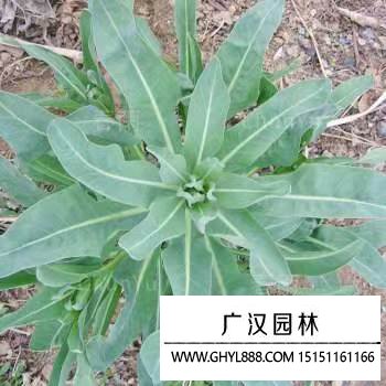 板藍根