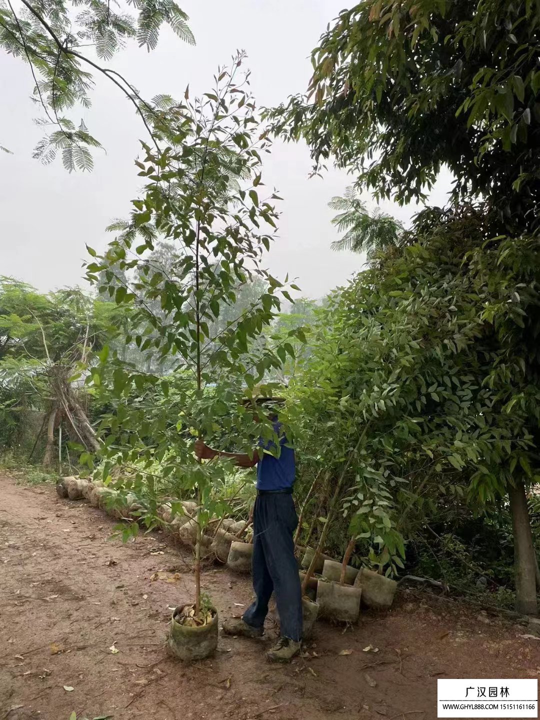 桉樹