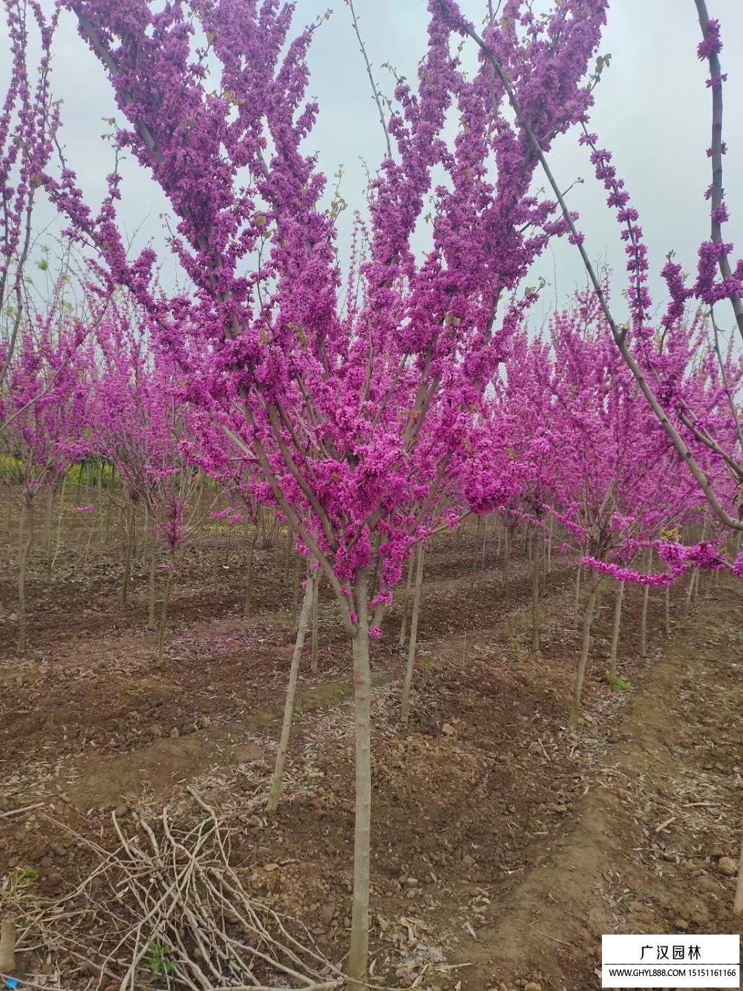 紫荊