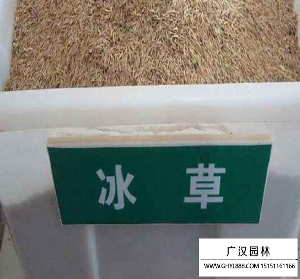 冰草種子