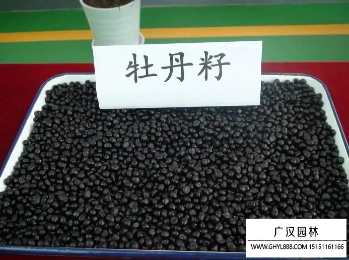 牡丹種子
