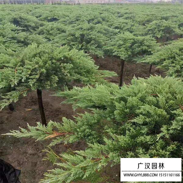 高桿地龍