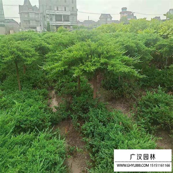 高桿地龍