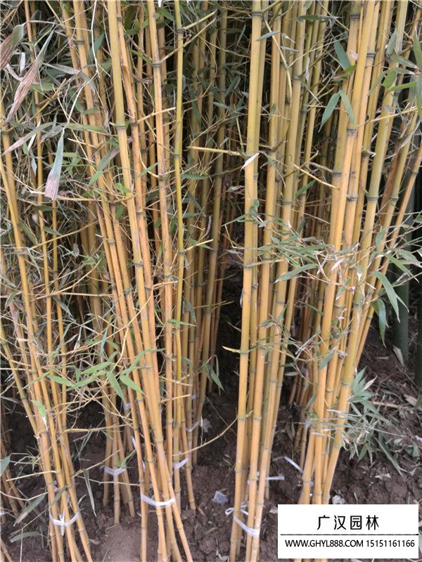 金鑲玉竹