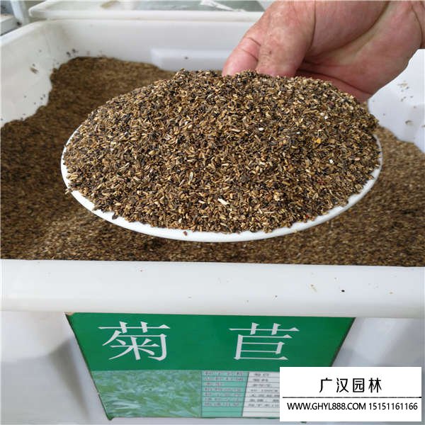 菊苣種子