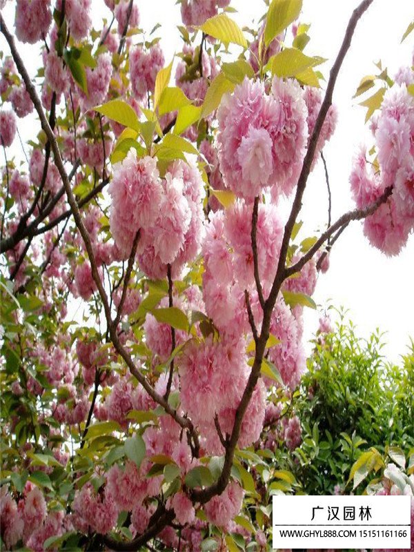 福建山櫻花