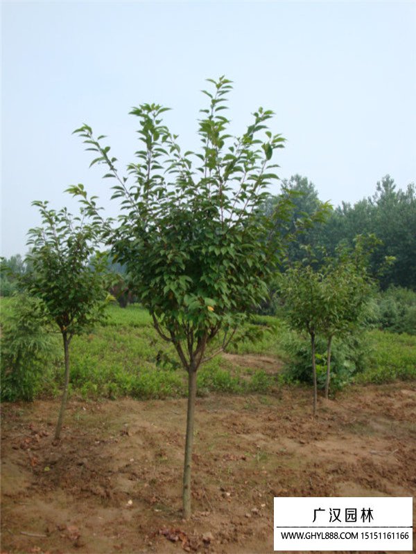 福建山櫻花