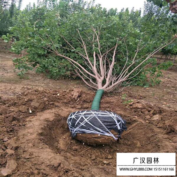 黃櫨