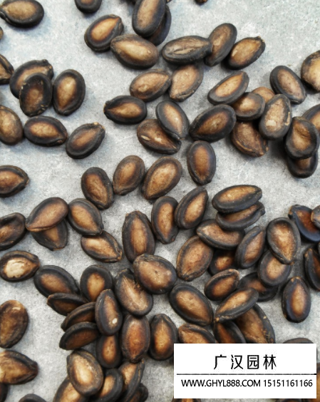 西瓜種子