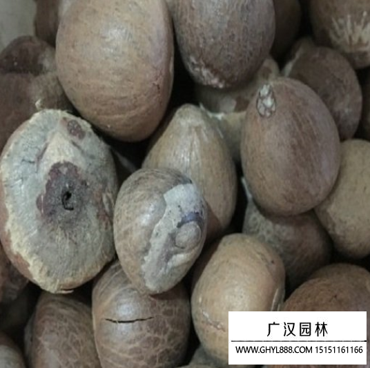 檳榔種子