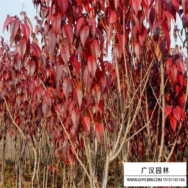 紅葉櫻花