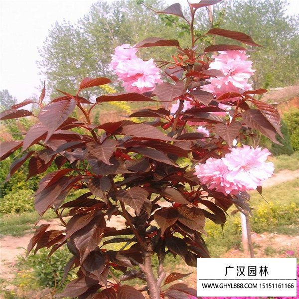 紅葉櫻花