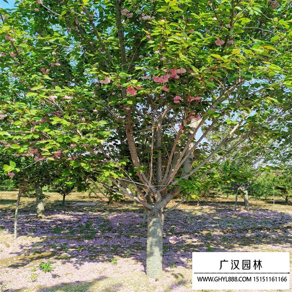 陽光櫻