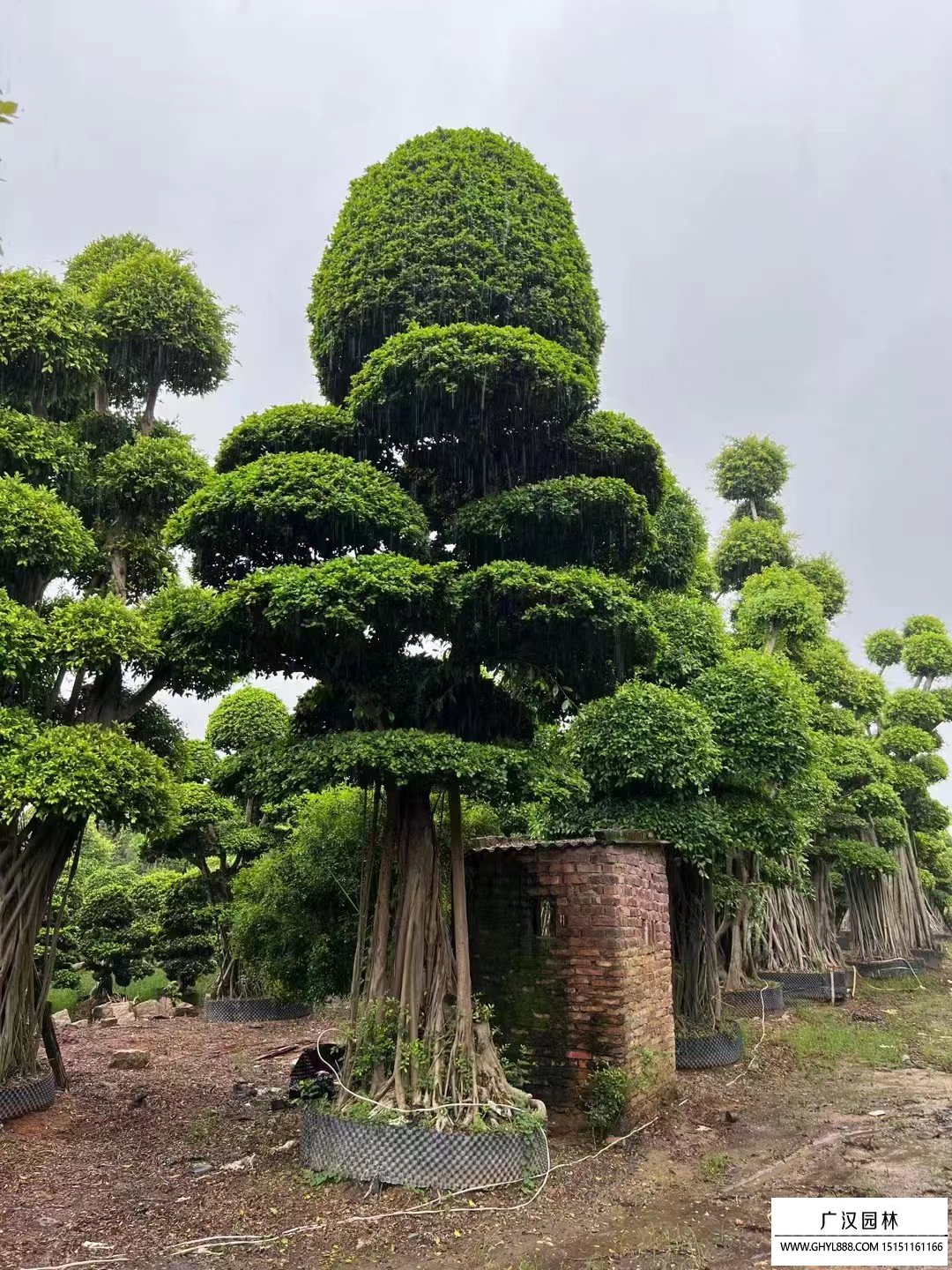 榕樹