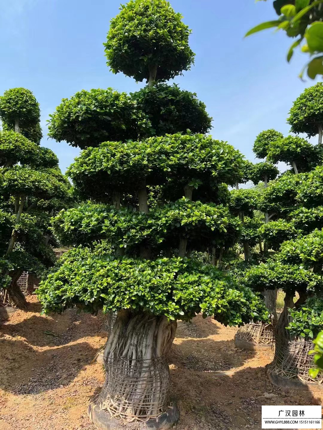 榕樹