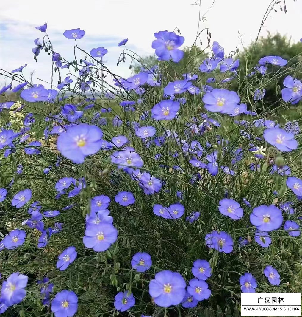 蘭亞麻
