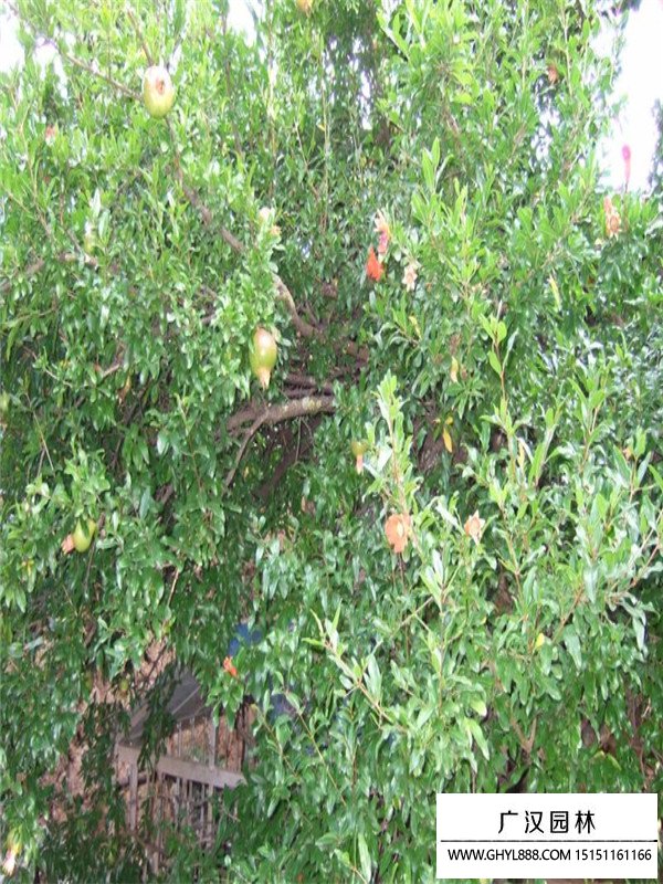 花石榴