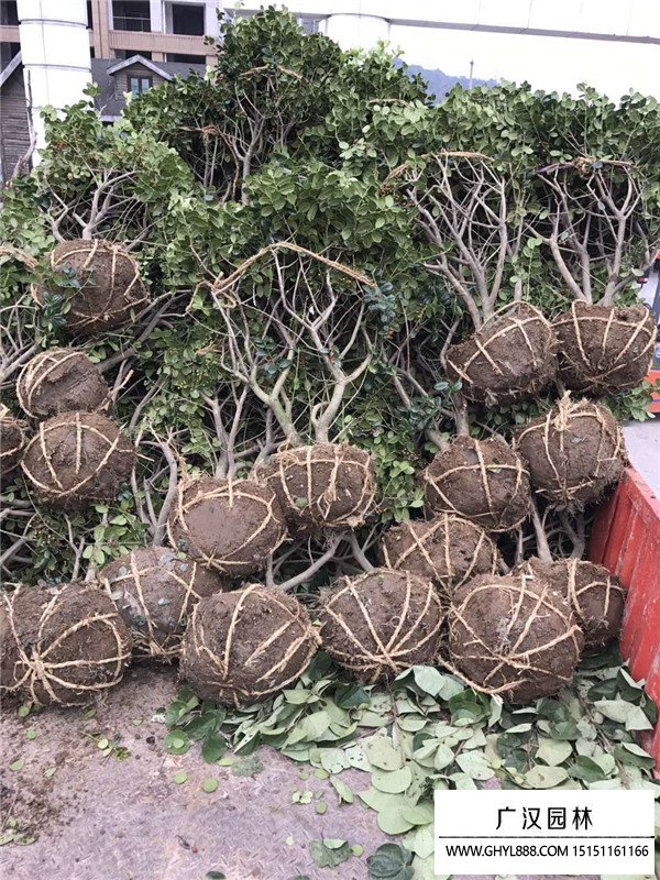 無刺枸骨球