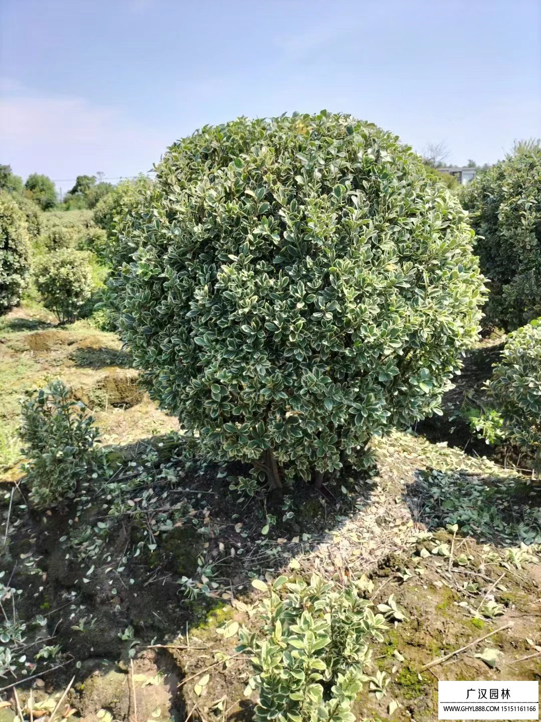 金邊黃楊球
