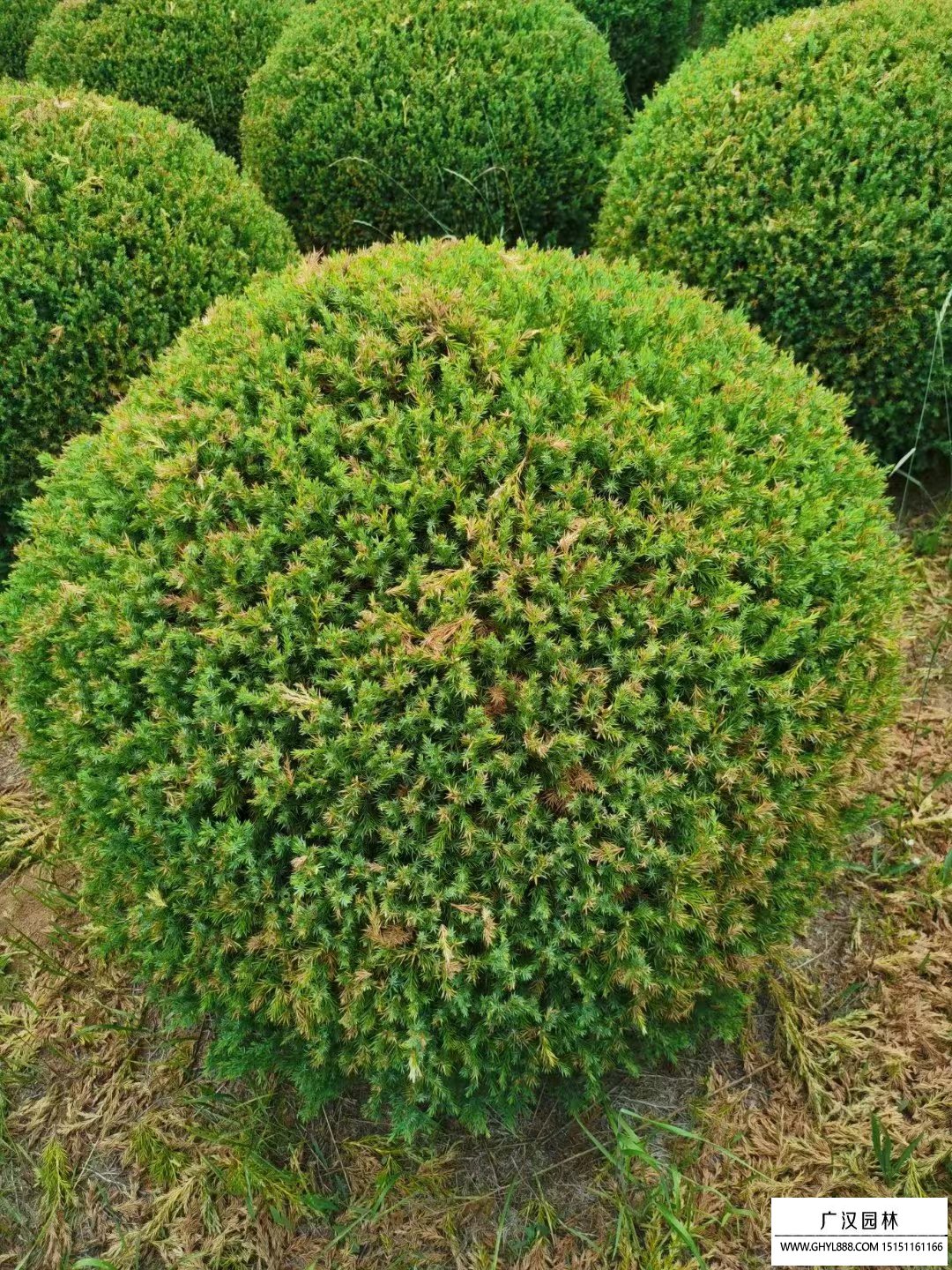 檜柏球