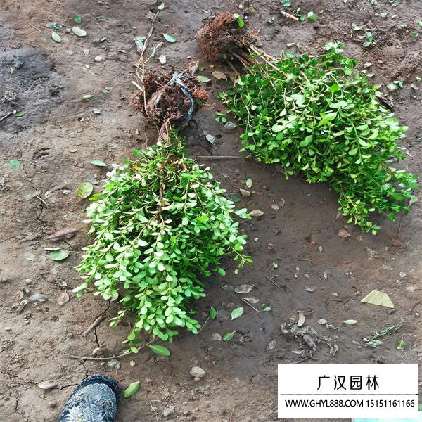 小葉黃楊苗