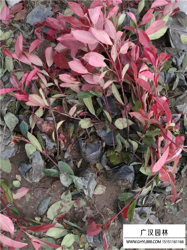 紅葉石楠