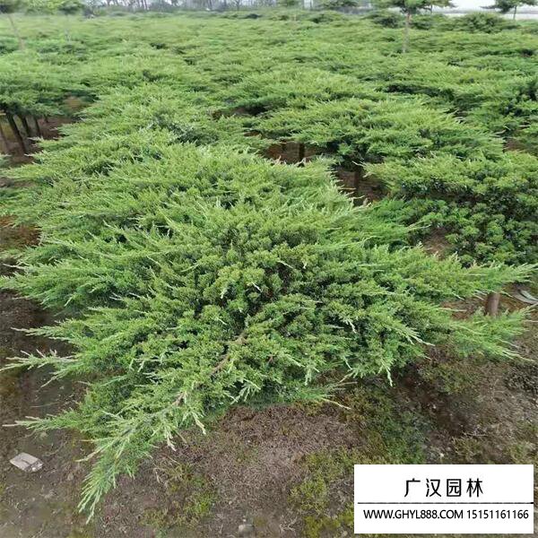 高桿地龍