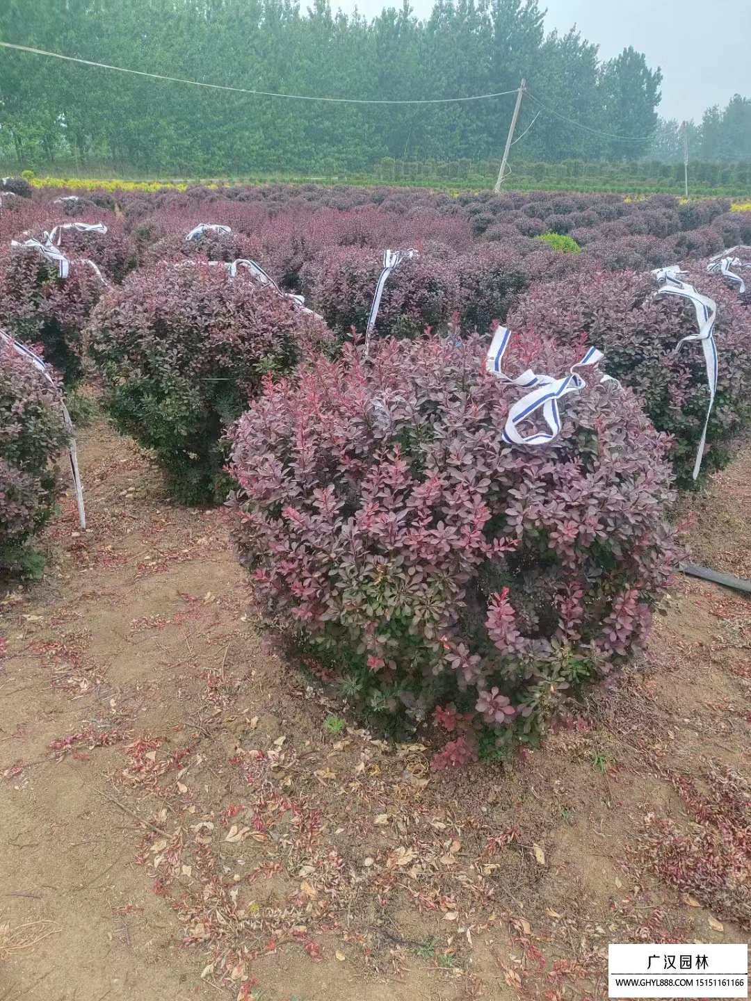 紅葉小檗球