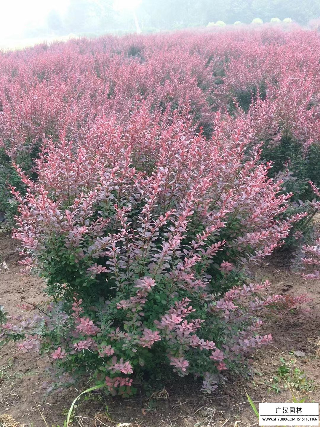 紅葉小檗球