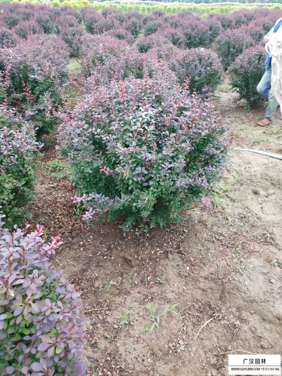 紅葉小檗球